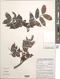 Image result for Daniellia alsteeniana