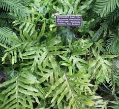 Image result for Microsorum scolopendria