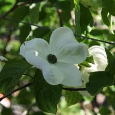 Check spelling or type a new query. Advanced Trees Mature Feature Trees For Sale In Melbourne Australia