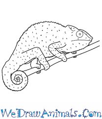 How do you draw a chameleon with all his intricate parts and coloring? How To Draw A Panther Chameleon