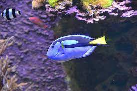 paletten doktorfisch haltung und pflege im aquarium zooplus