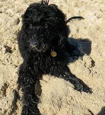 Not applicable best suited for: Evie The Floodle At 5 Months