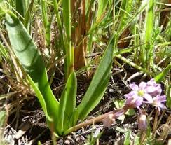 Image result for Ledebouria cooperi