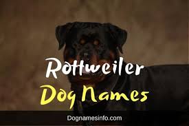 Girls names are often associated with strong traits. Top 170 Great Ideas For Rottweiler Dog Names Male Female