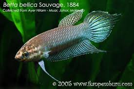 Membahas segala hal tentang ikan hias air tawar, laut, aquarium hingga permasalahan perawatan yang harus dilakukan. Betta Bellica Male Ikan Cupang Air Tawar Ikan