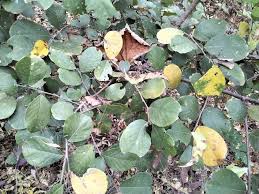 Image result for Bridelia mollis