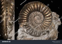 Image result for Pleioceras