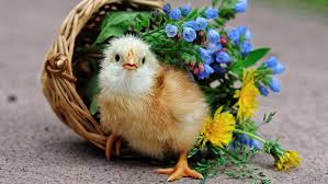 Looking for the best wallpapers? Wallpaper Birds Flowers Photography Baskets Baby Animals Chicken Beak Chickens Bird Vertebrate 3000x1688 Spooky 101491 Hd Wallpapers Wallhere