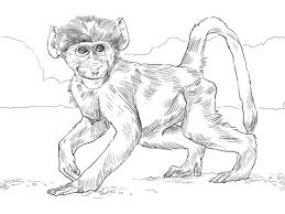 100 funny jungle animals to color in. Top 20 Printable Monkey Coloring Pages Online Coloring Pages