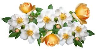 Yuk, langsung saja menuju koleksi gambar yang bisa anda download, gratis.\ download 75+ gambar bunga. Flowers Roses White Free Image On Pixabay