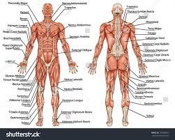 Anatomy Male Muscular System Posterior Anterior Stock Vector Royalty Free 109588457