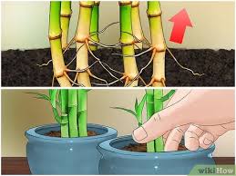 Check spelling or type a new query. How To Care For An Indoor Bamboo Plant 14 Steps With Pictures