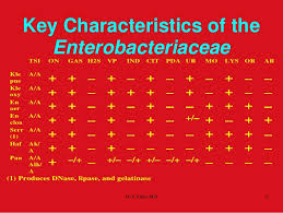 Biochemical Tests In Enterobacteriaceae