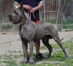 Check spelling or type a new query. Akc 44 European Great Dane Puppy For Sale Great Dane Great Dane Puppies For Sale Great Dane Puppy