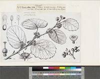 Image result for Grewia villosa