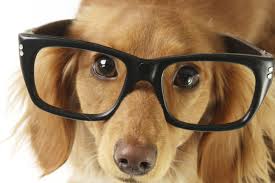 Comment Distraire Son Chien Activites Pour Developper Son Intelligence Doctissimo Activites Pour Chien Chien Jeu Chien