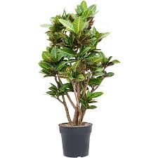 Image result for Codiaeum