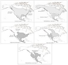 They normally cause infection in rodents, but do not cause disease in them. Viruses Free Full Text Hantavirus Reservoirs Current Status With An Emphasis On Data From Brazil Html