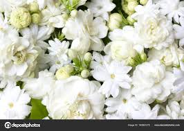 Where can i buy jasmine flowers near me şiirleri okumak için tiklayin. Fresh Jasmine Flowers Near Me