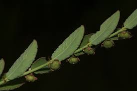 Image result for Phyllanthus maderaspatensis