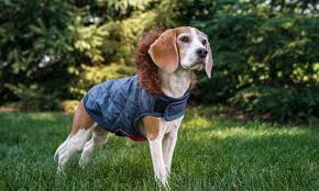 eddie bauer hooded dog coat with fur trim groupon