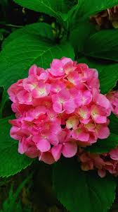 500 Flower Pictures Hd Download Free Images On Unsplash In 2020 Flower Wallpaper Flowers Flower Pictures