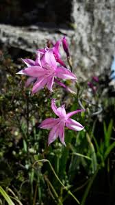 Image result for Radinosiphon leptostachya