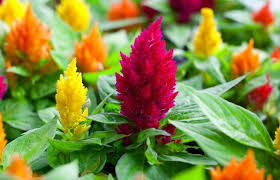 Celosia Flower Care Cockscomb