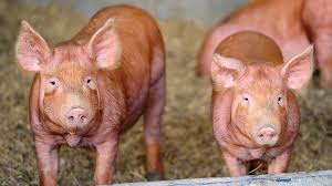 Pig is generally referred to as the area near ky 42. Tamworth Buyers