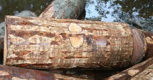 Bagaimanapun, biarlah saya yakinkan warga singapura, khususnya masyarakat minoriti: Aku Anak Pahang Awak Yang Payah Membelah Ruyung