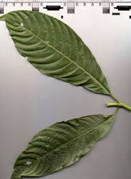 Image result for Psychotria vogeliana