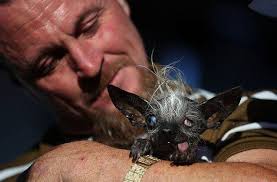 Ever heard of the World's Ugliest Dog Contest? This is where proud pet  owners celebrate the imperfections of their furry companions. Read more