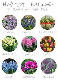 Tips For Planting Fall Bulbs Plants Planting Bulbs Fall Bulbs