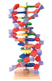 Dna Model 12 Layer Kit Dna Model Dna Project Dna