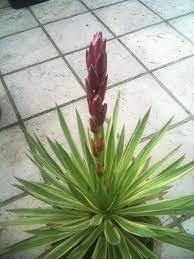 Variegated Mound Lily Yucca Gloriosa Variegata Yucca Gloriosa Variegata Is Characterized By Yellow Margined Dark Gree Yucca Gloriosa Red Blush Green Leaves