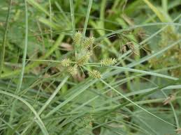 Image result for Cyperus cyperoides