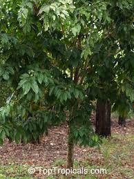 Image result for Canarium