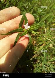 Image result for Hexasepalum sarmentosum