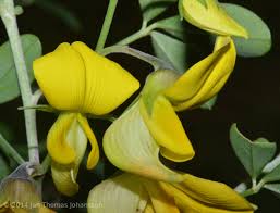 Image result for Crotalaria capensis