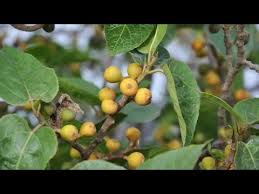 Image result for Ficus polita
