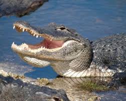 Florida Everglades Wildlife Photography Everglades Florida Everglades National Park Everglades