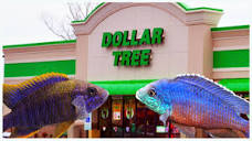 10 Reasons Why to Shop at The Dollar Tree For Aquarium Supplies ...