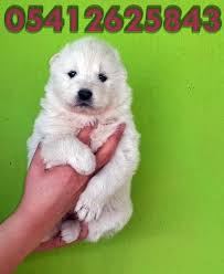 Samoyed Fiyatlari Samoyed