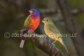 Maybe you would like to learn more about one of these? Painted Bunting Pair