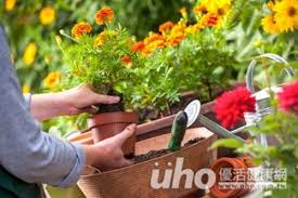 「植物療癒」的圖片搜尋結果