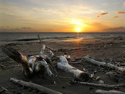Driftwood at Waimea Beach by Susanne Long