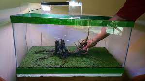 Super Easy Intip 8 Cara Membuat Aquascape Murah Untuk Pemula