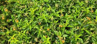 Image result for Barleria setosa