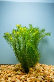 Image result for Najas