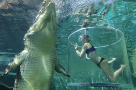 Nah, gelambir yang dimiliki oleh iguana lebih besar ukurannya. Jadi Reptil Terbesar Di Bumi Saat Ini Berikut 10 Fakta Buaya Air Asin